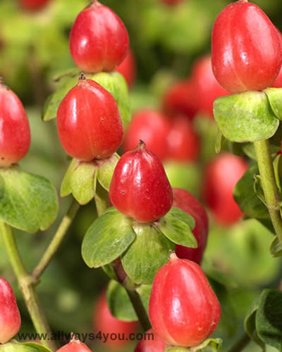 Hypericum Sunrise Flowers